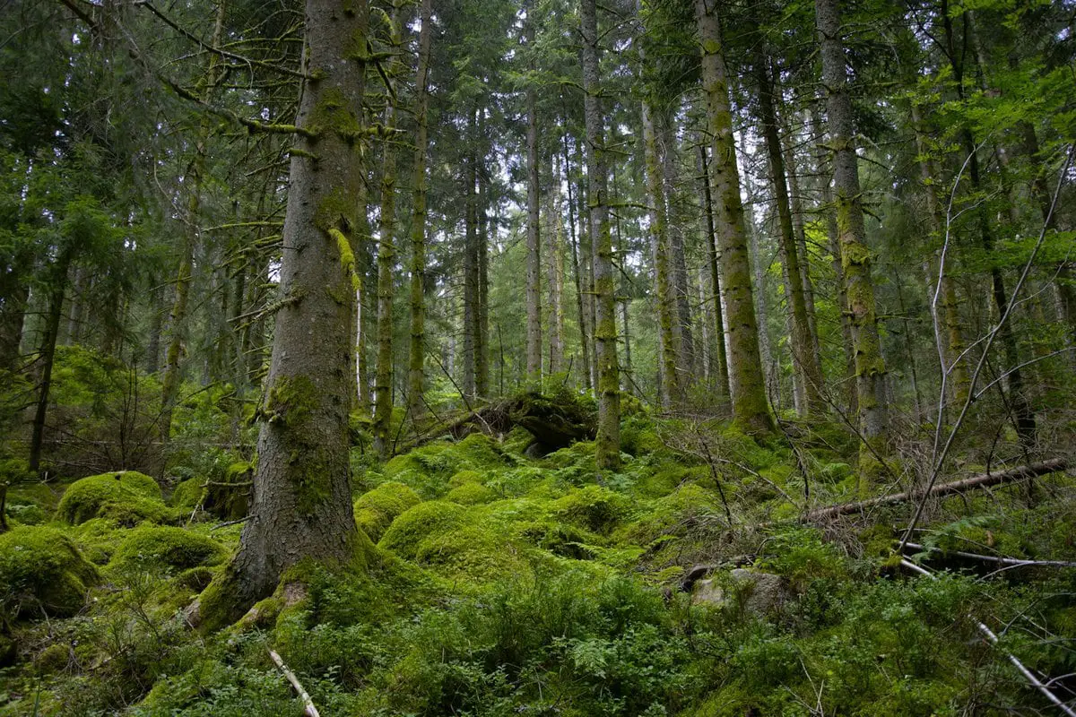 Travel Through the 12 Most Enchanted Forests on Earth