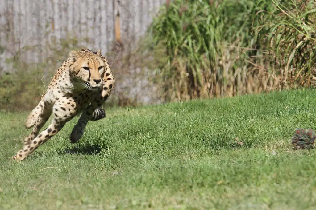 Chase Begins - Cheetah Run - Cincinnati Zoo
