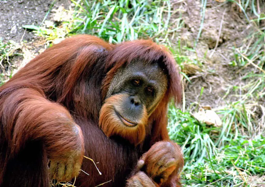 Orangutan Cincinnati Zoo