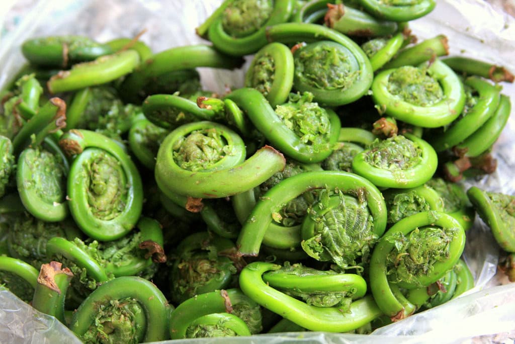 Fiddleheads Maine Food