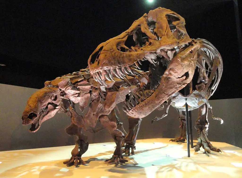 Dinosaur exhibit - Houston Museum of Natural Science
