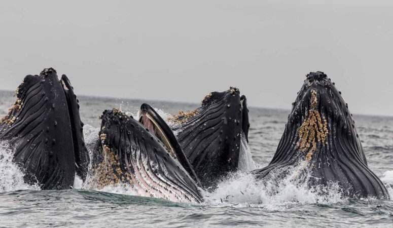 The Magic Of Washington State Whale Watching