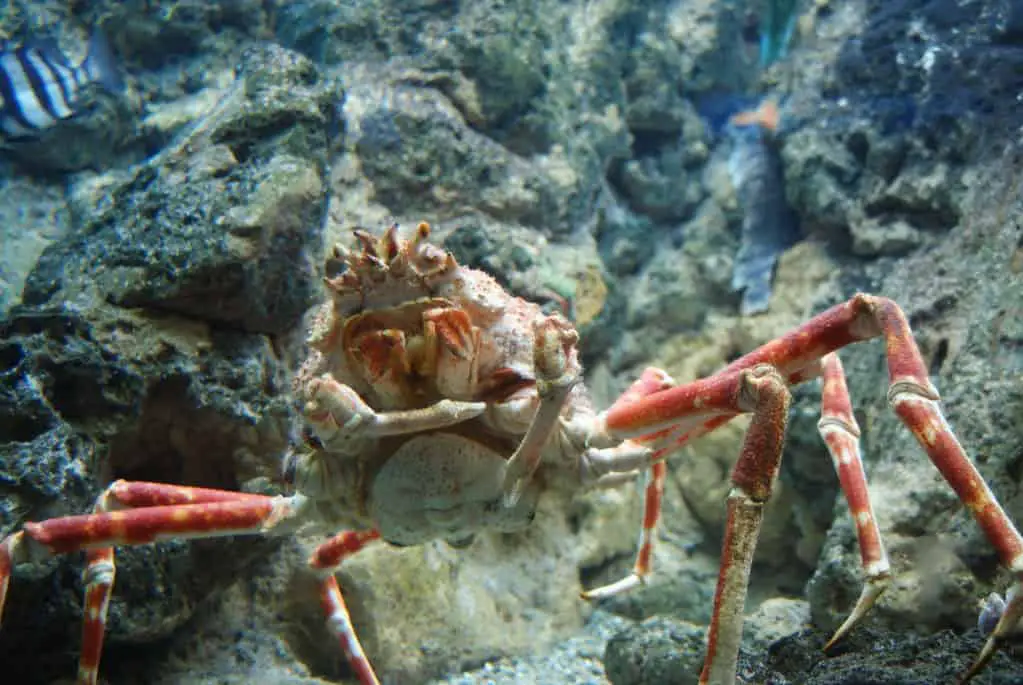 Giant Japanese spider crab (Macrocheira kaempferi) at the Shedd Aquarium, Chicago, IL