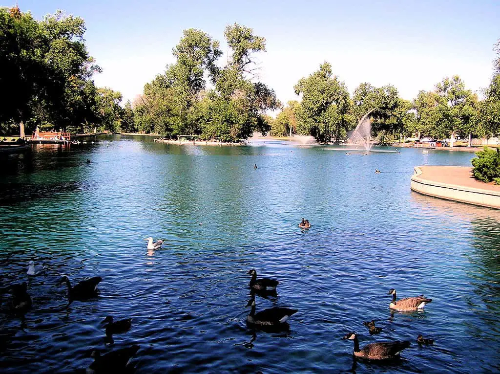 Gibson park duck pond