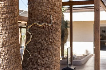 Gopher snake (Pituophis catenifer deserticola) climbing California fan palm at Oasis Visitor Center