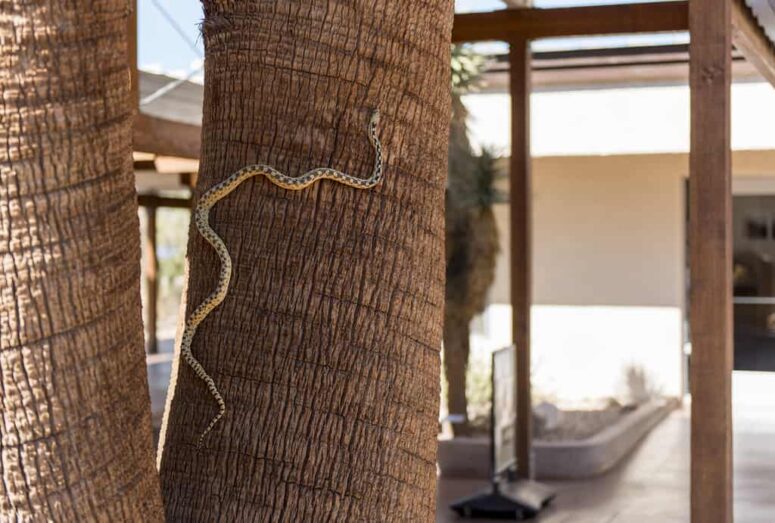 Cute and Cuddly, But Also Pissy and Dangerous: California Snakes