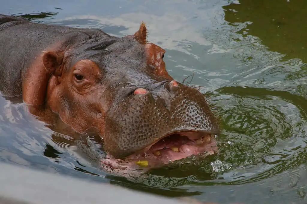 Hippo, Topeka Zoo