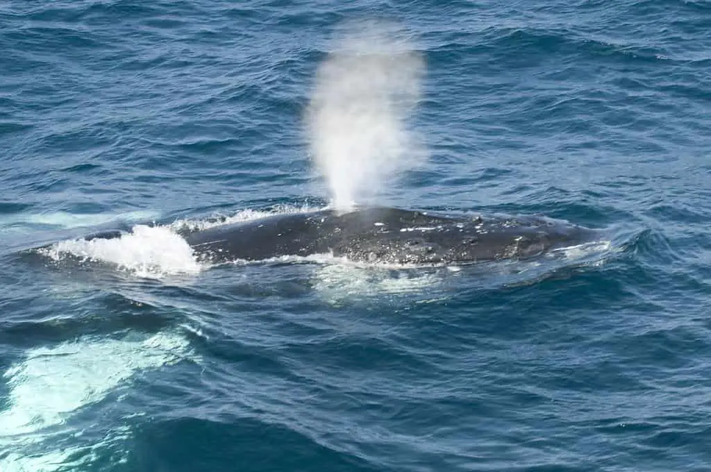 Humpback Whale Migration!