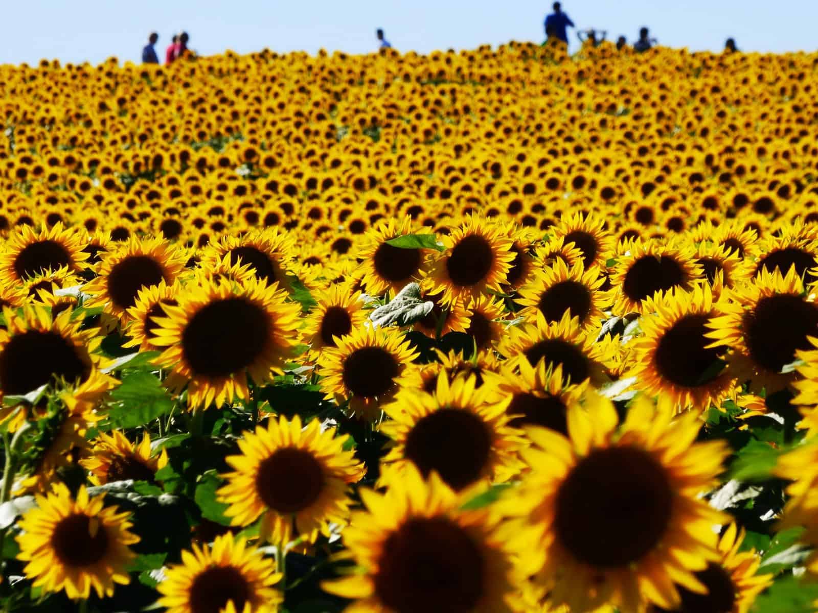 Najlepsze miejsca do odwiedzenia w Kansas