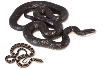 Arkansas snakes