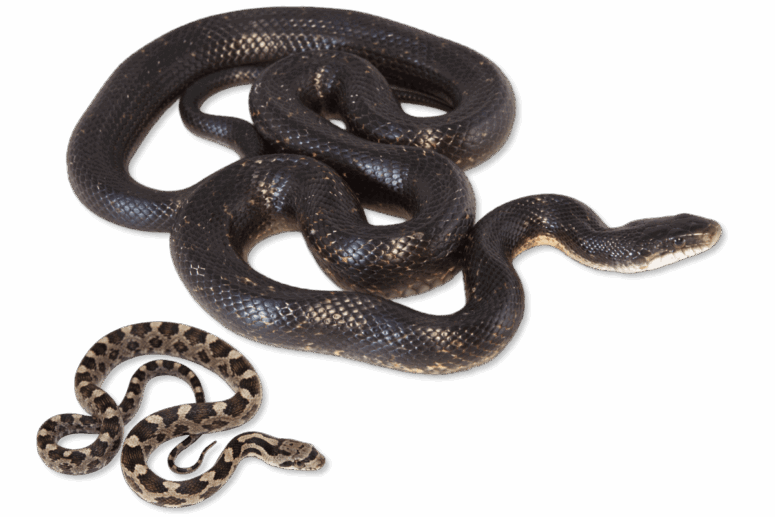 Interesting Facts About Arkansas Snakes