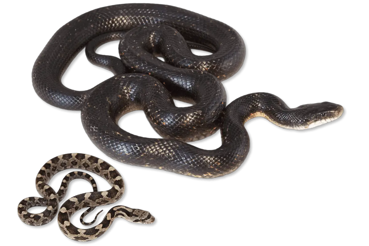 Arkansas snakes