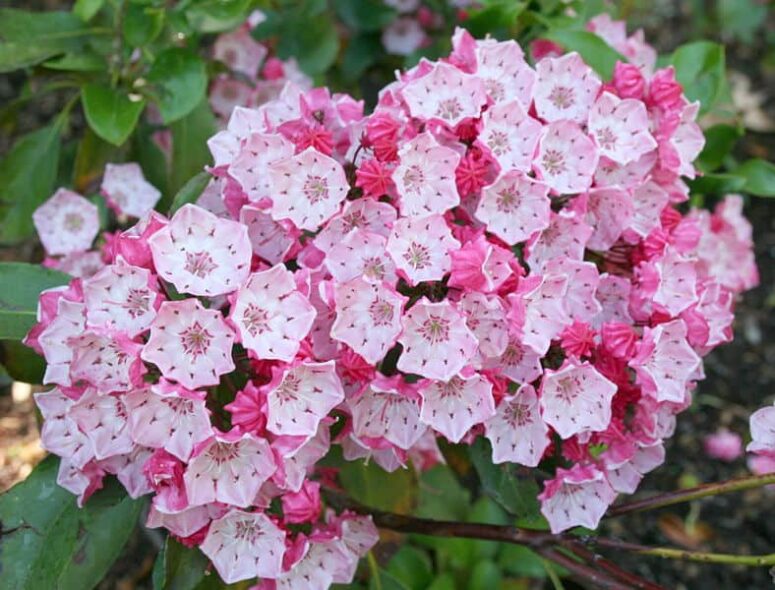 Connecticut State Flower Is A Pink and White Beauty