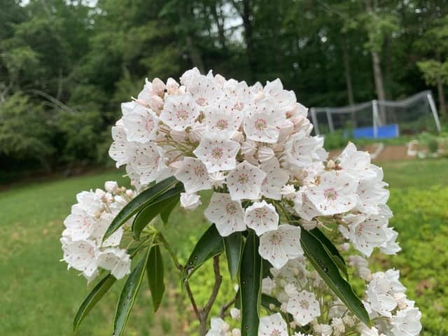 Why is mountain laurel Connecticut state flower