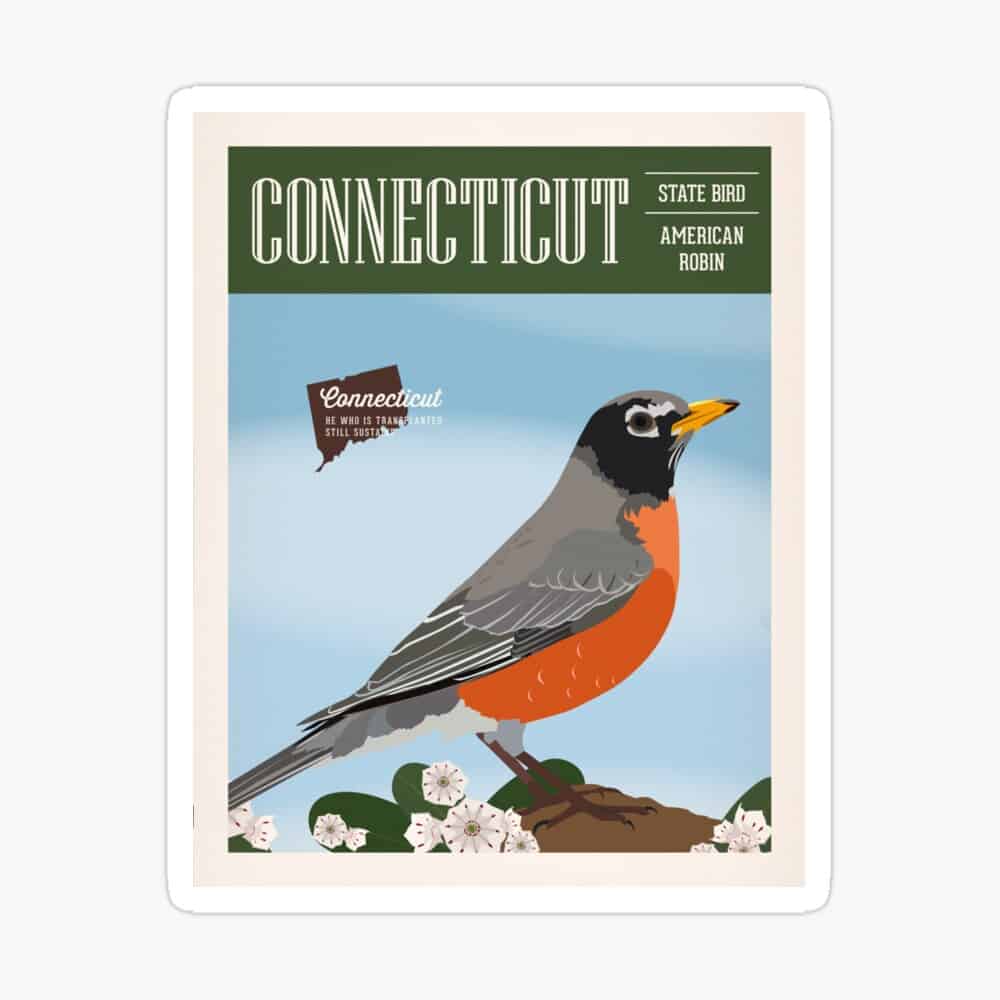 Connecticut state bird