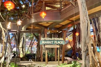 International Market Place banyan tree