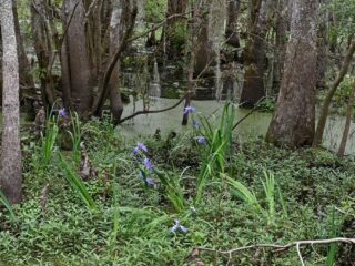 How Ducks, Eagles, and Bass Thrive Together at Joyce WMA, Hammond, LA