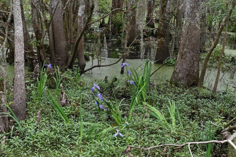How Ducks, Eagles, and Bass Thrive Together at Joyce WMA, Hammond, LA