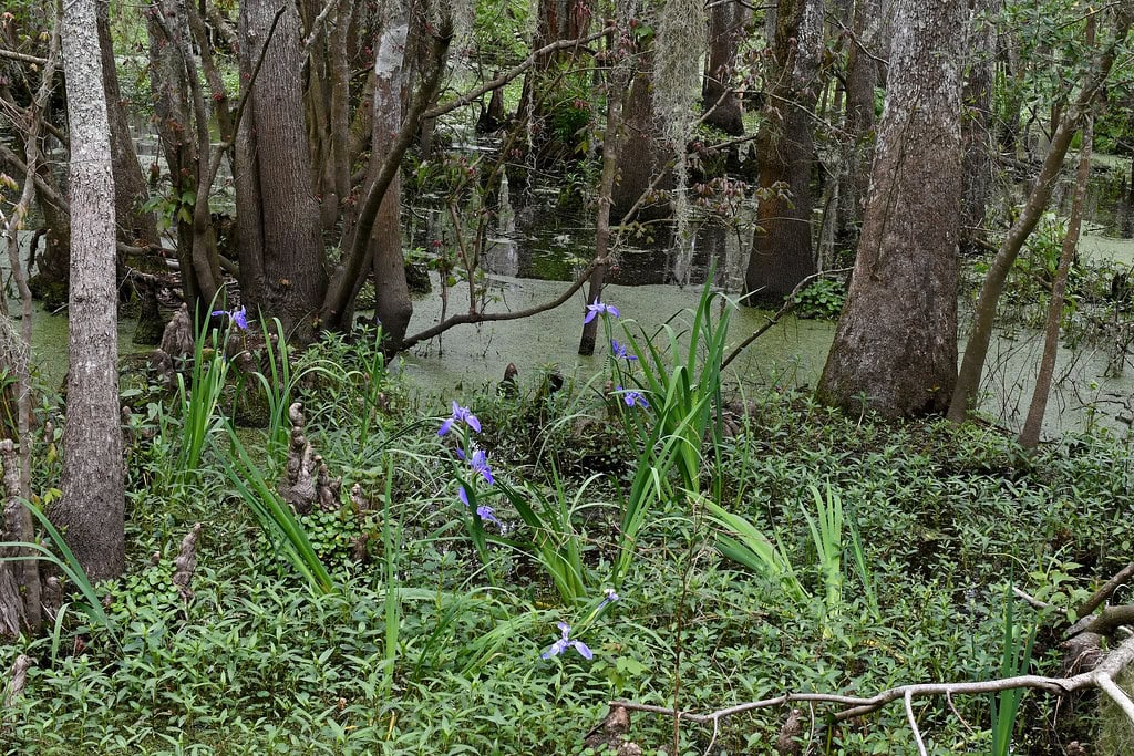 How Ducks, Eagles, and Bass Thrive Together at Joyce WMA, Hammond, LA 7 Joyce WMA