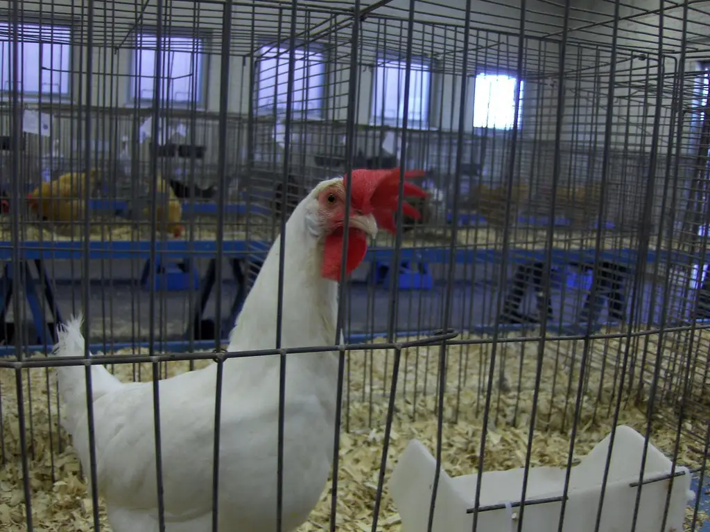 Kansas State Fair