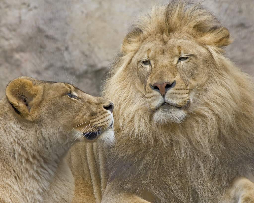 King and Queen of the Sacramento Zoo
