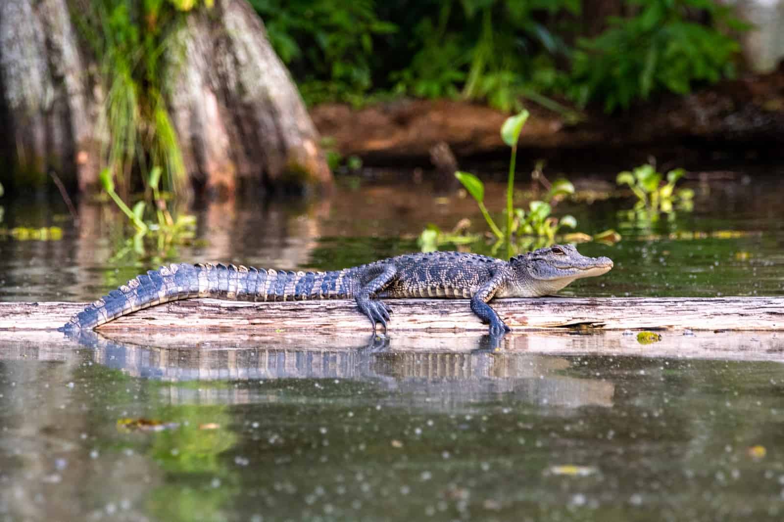 Turistattraktioner i Louisiana, USA