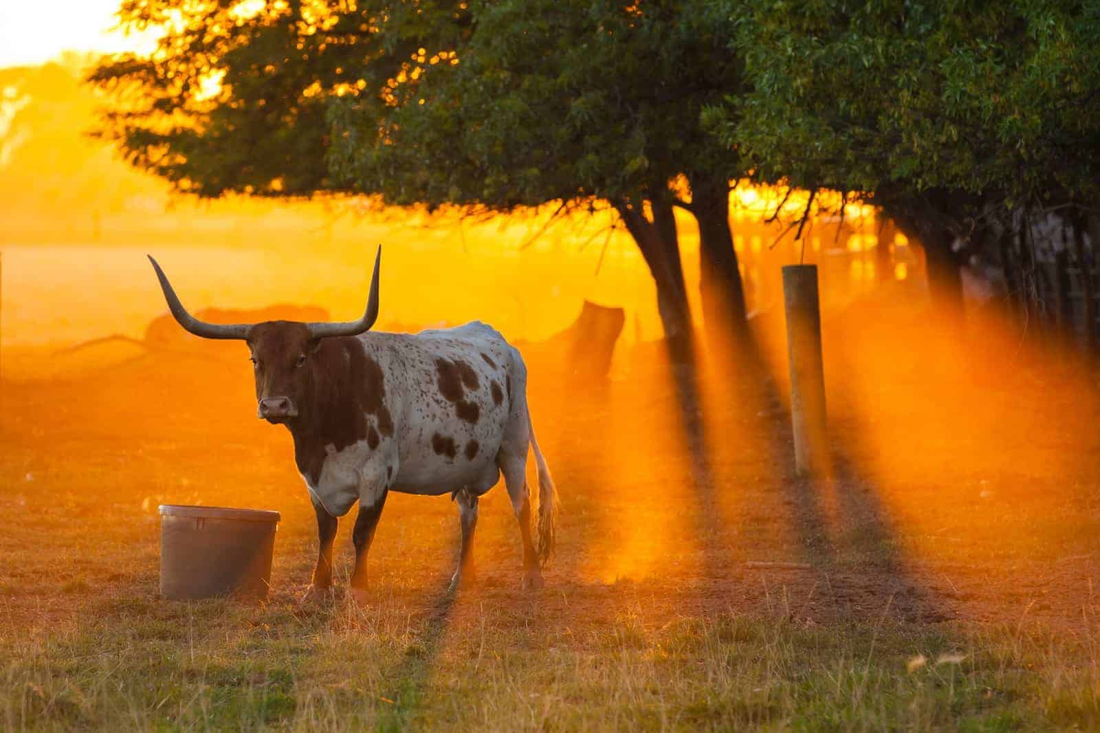 De beste dingen om te doen in Texas