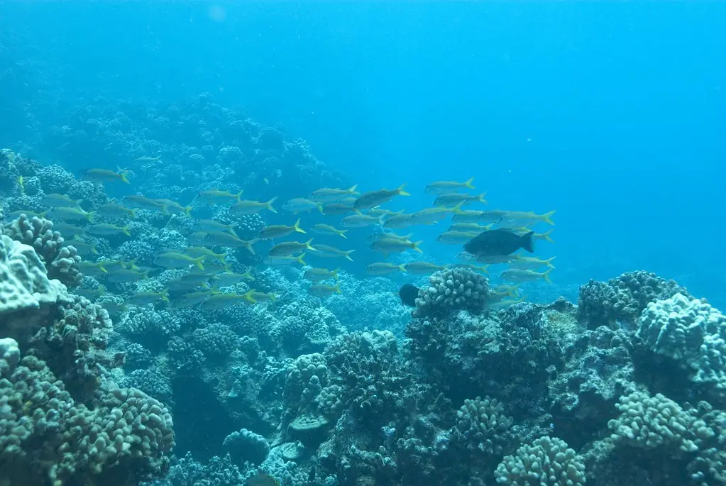 Lanai Diving