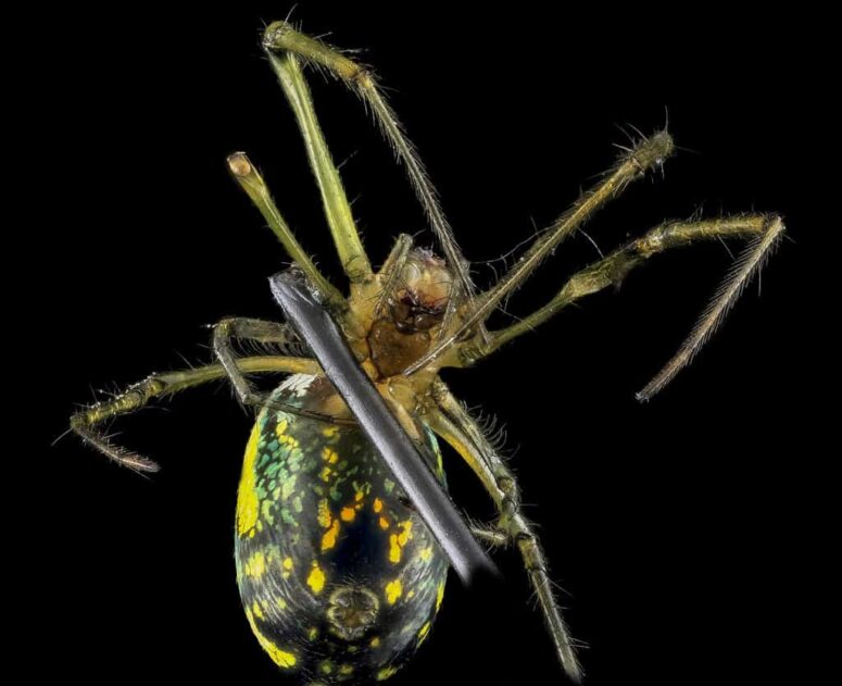 Arkansas Spiders: You'll Find Some Of The Strangest Creatures On Earth In This State