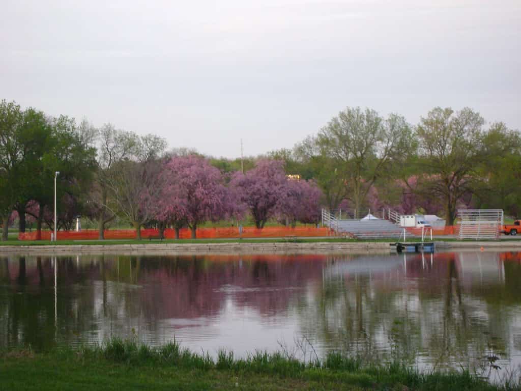 Lilacs in bloom - Traxler Park Janesville