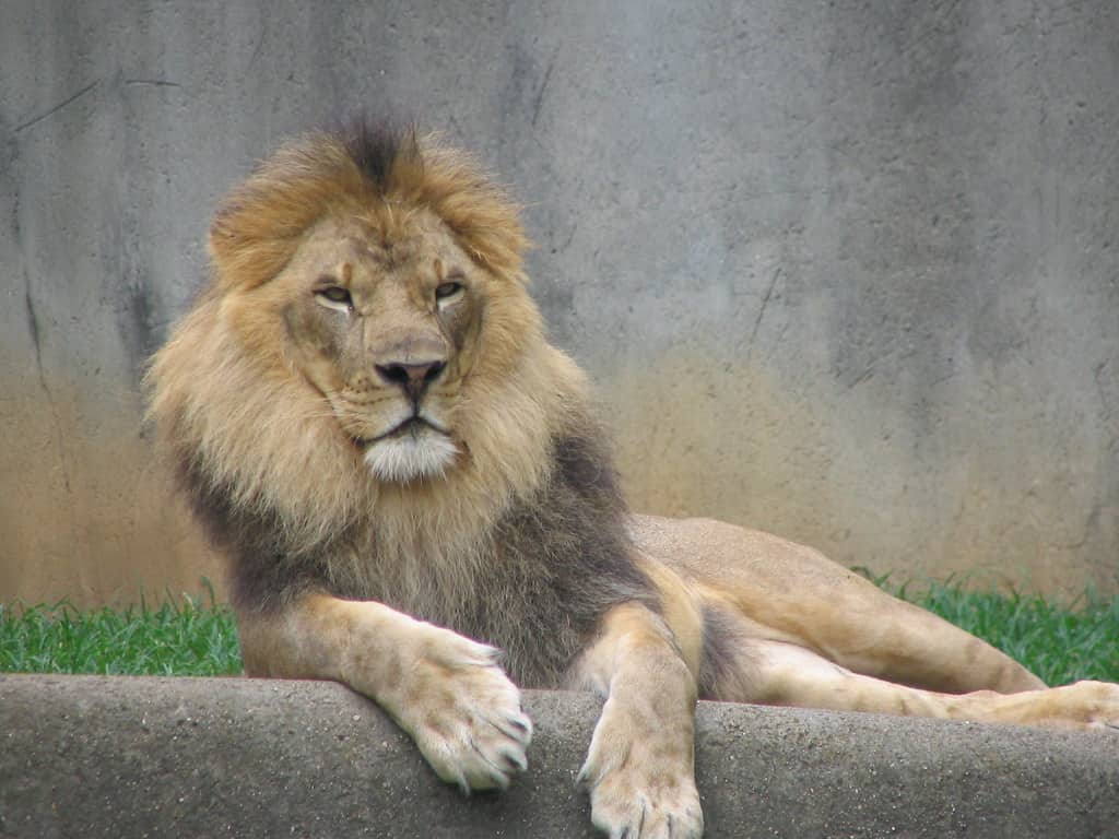 Lion at Louisville Zoo