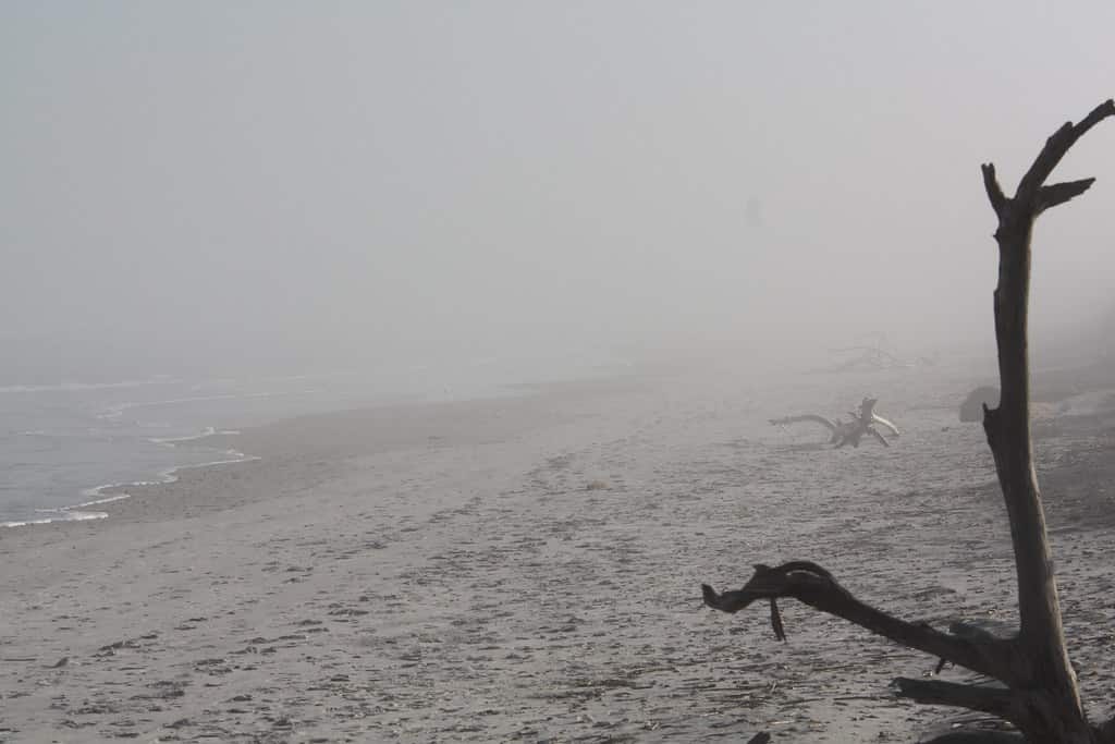 Looking for the snowy owl in foggy Little Talbot SP, Jacksonville