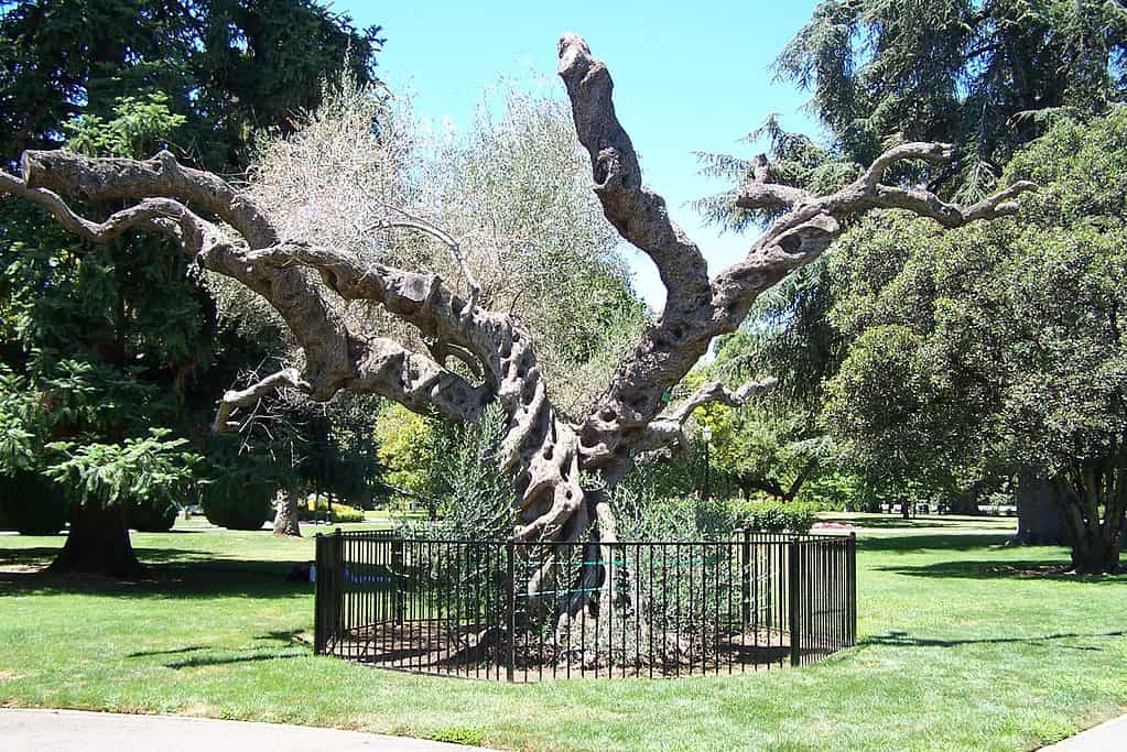 Magnificent old Olive tree at the California State Capitol Park in Sacramento