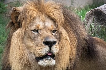 Majestic Lion at the Abilene Zoo