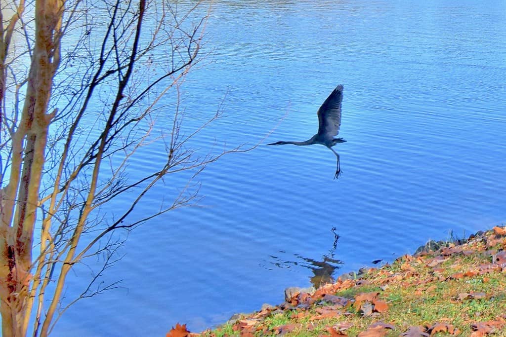 McDowell Nature Preserve