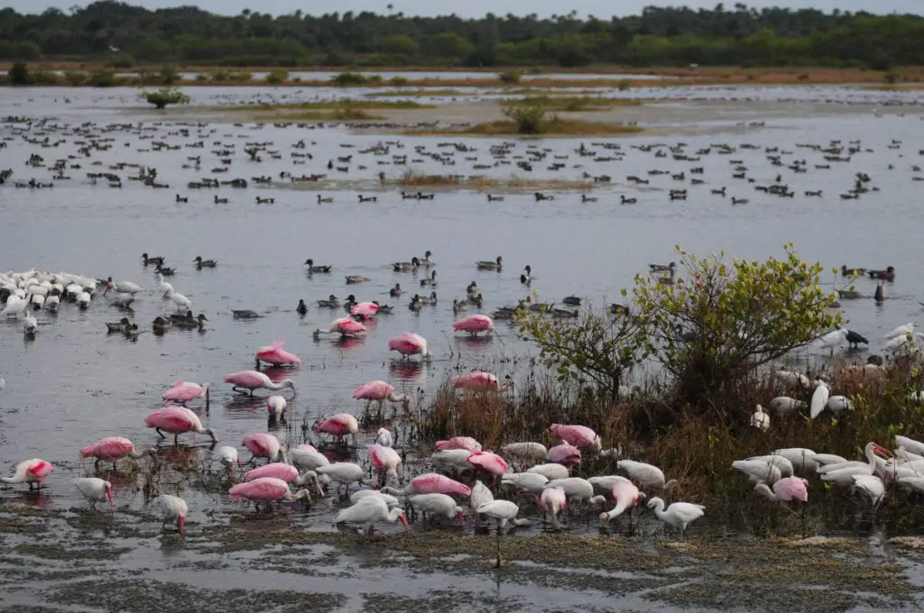 Ibises, roseate spoonbills, and egrets at Merritt Island National Wildlife Refuge