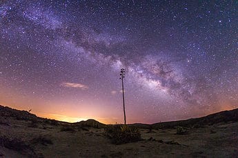 Milky Way and yucca in Anza-Borrego Desert State Park