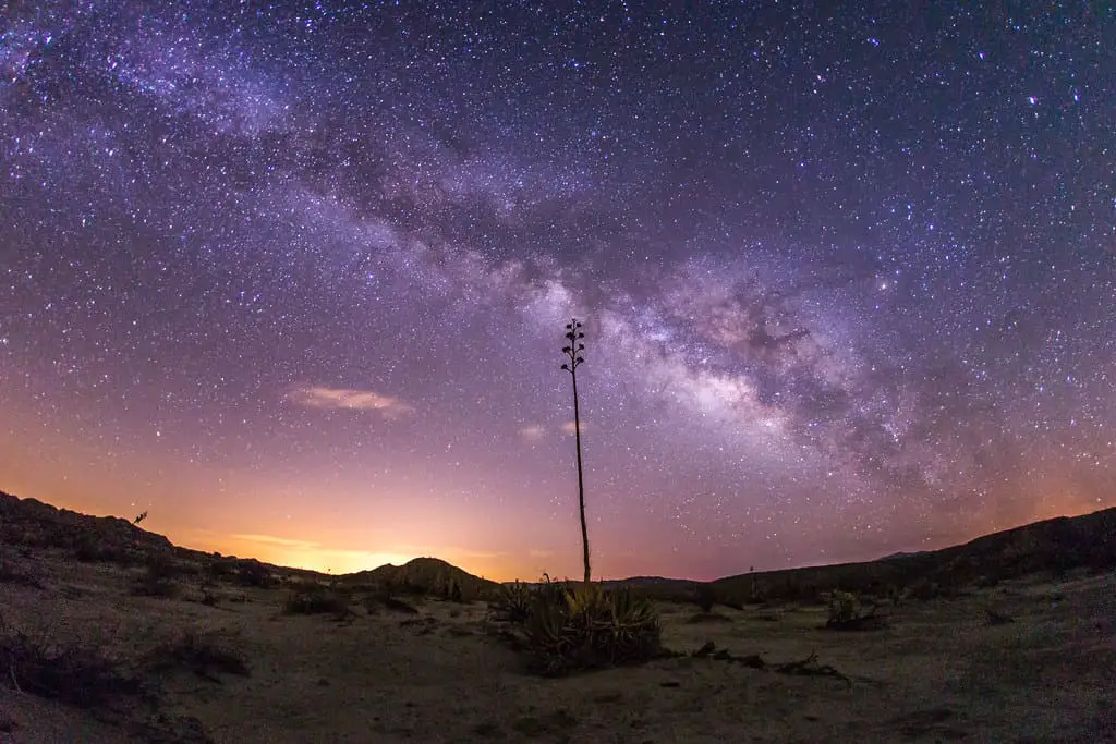 Milky Way and yucca in Anza-Borrego Desert State Park - Best places to visit in Julian