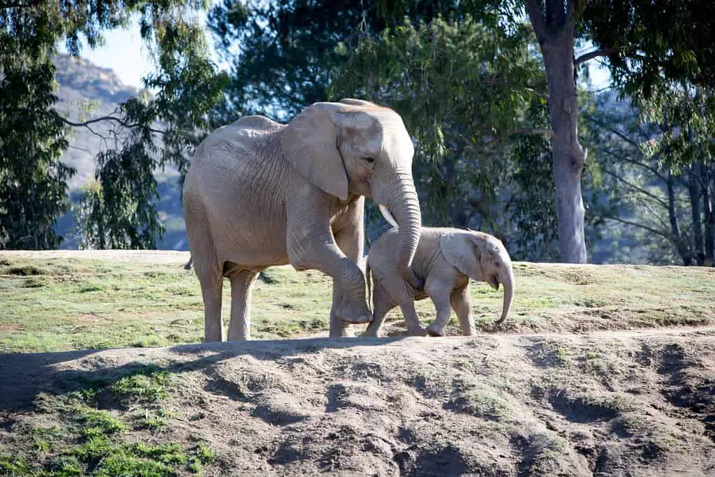 Mkhaya and momma - San Diego Zoo Safari Park