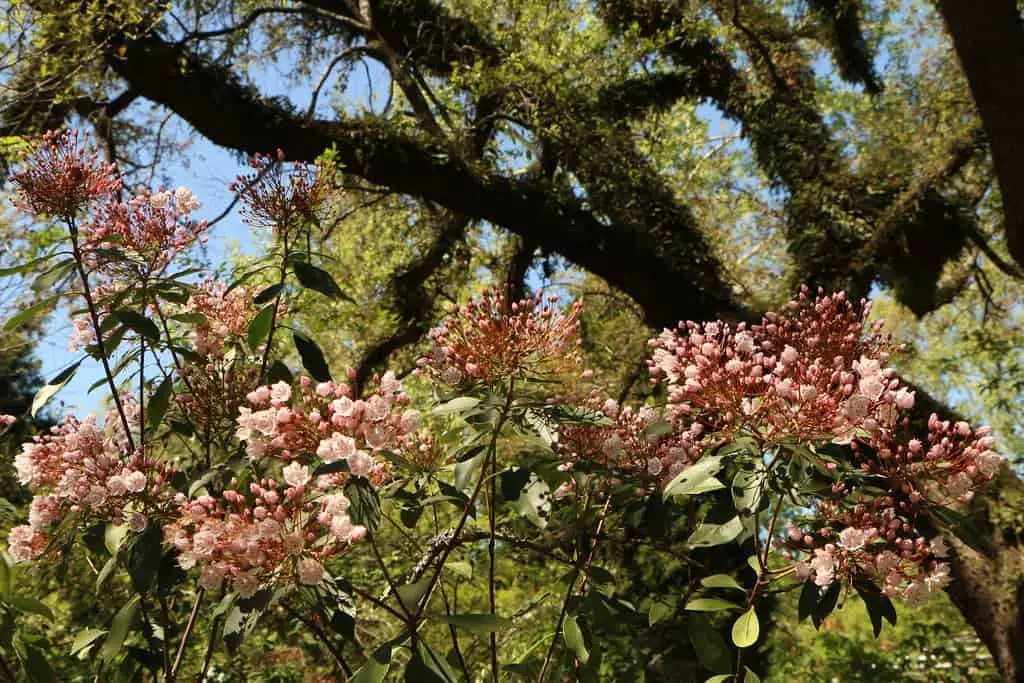 mountain laurel under the shady live oaks
