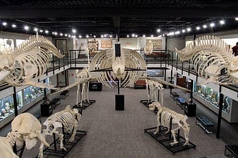 Museum of Osteology in Moore, OK