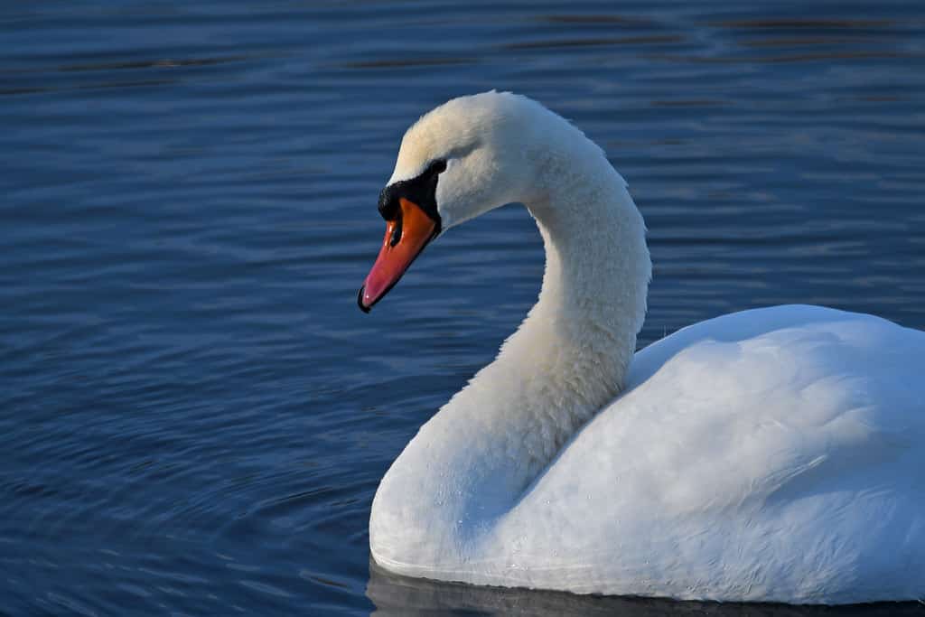 Mute Swan (Somerset Lake)