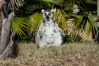 Sitting Lemur, Naples Zoo