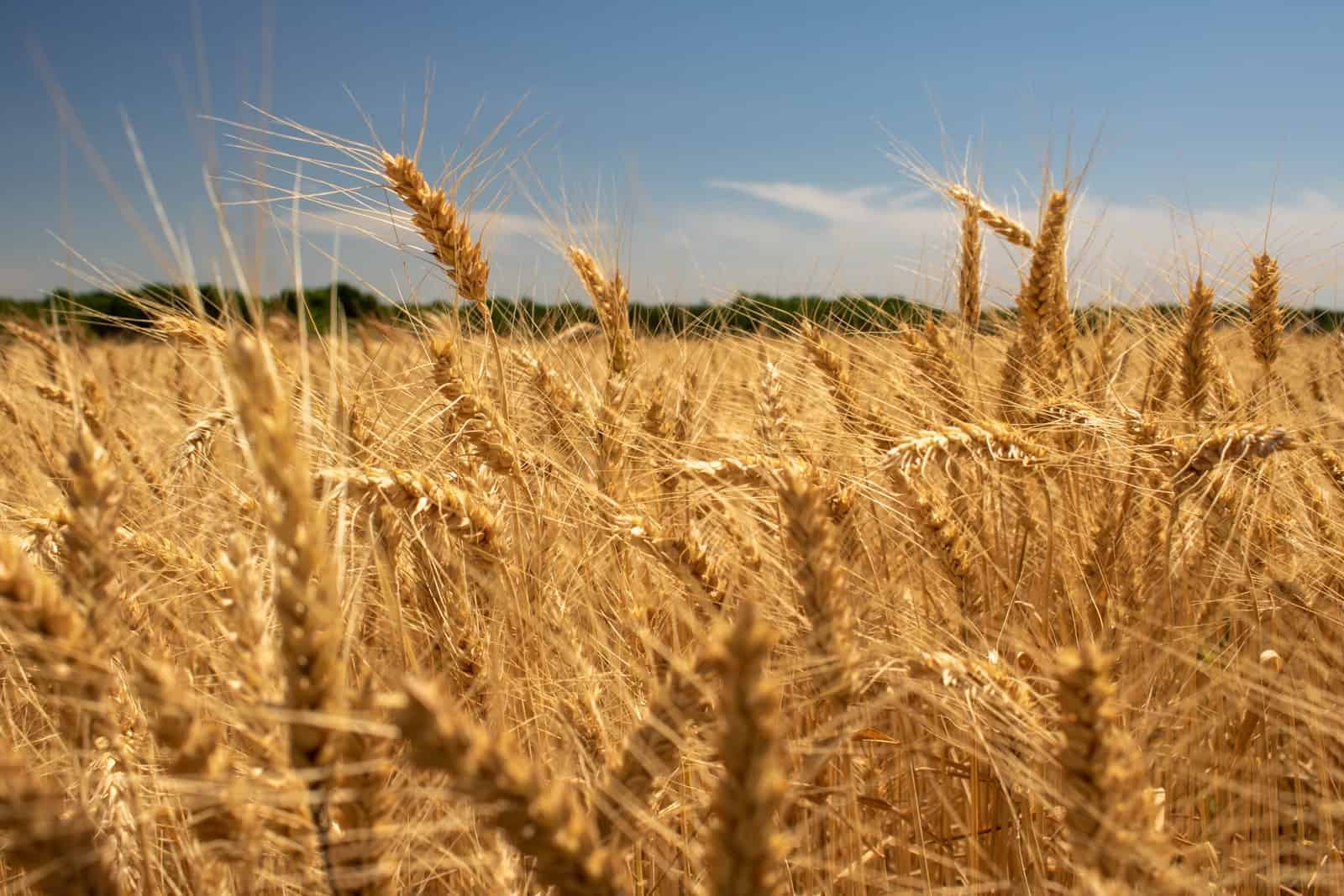 De bästa sakerna att göra i Kansas