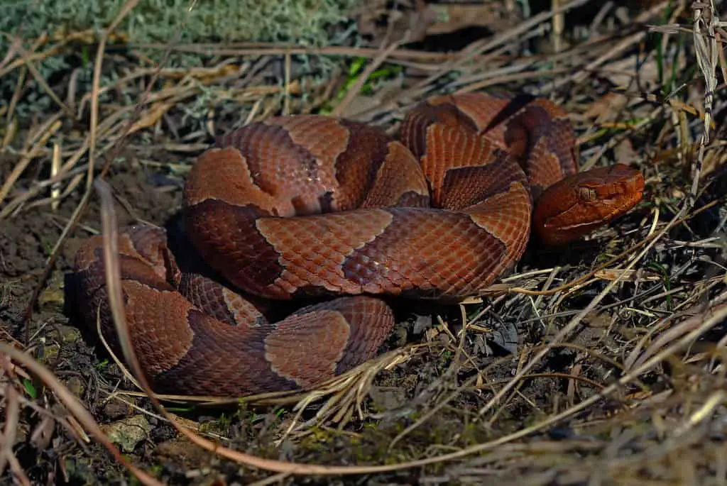Connecticut snakes Northern Copperhead (Agkistrodon contortrix)