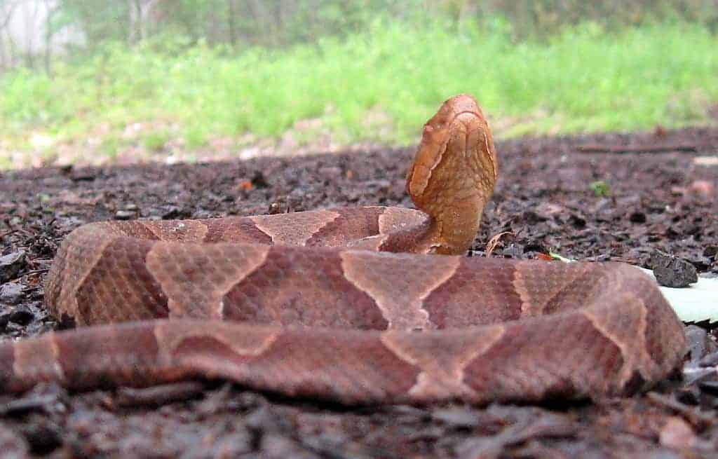 Northern Copperhead Snake in Morgan County, West Virginia