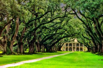 Oak Alley Plantation