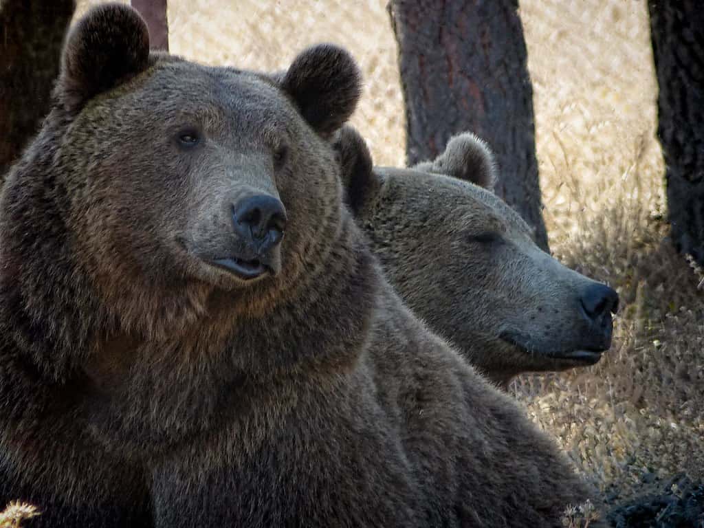 Pair of Brown Bears enjoy the late autumn sun at Wildlife Safari near Winston, Oregon