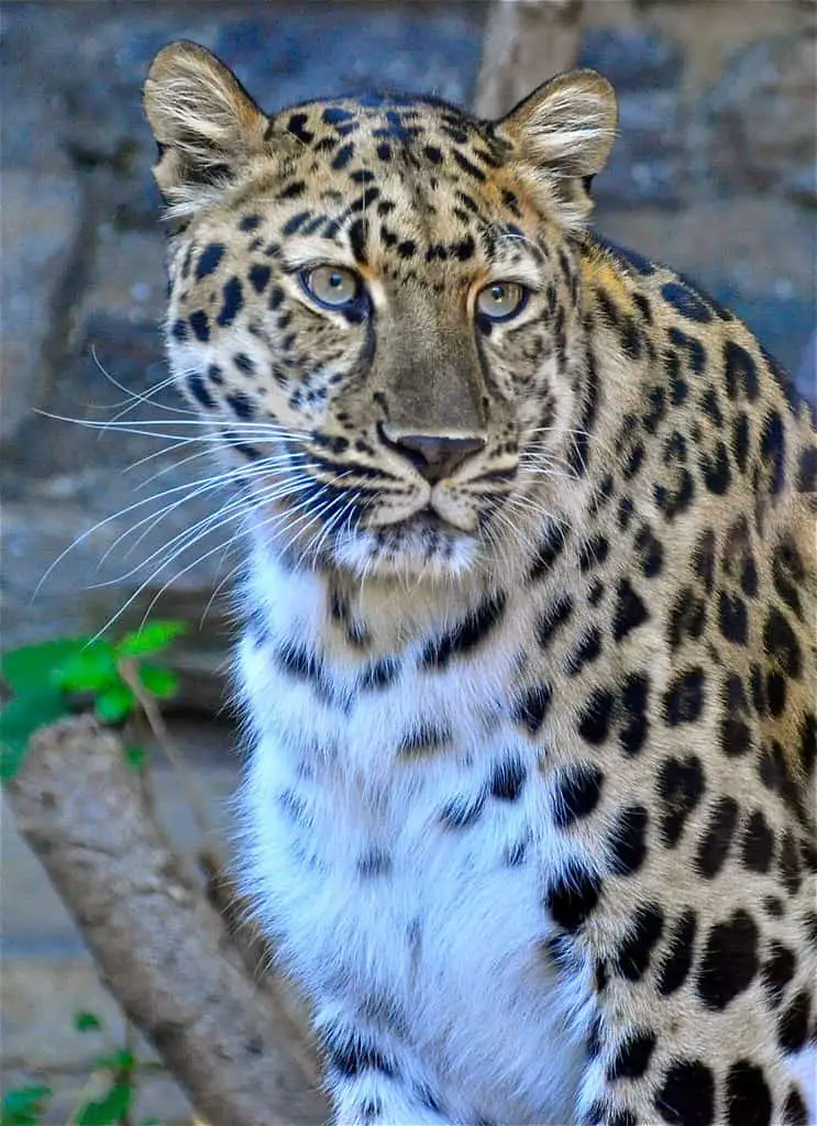 Philadelphia Zoo: Snow Leopard