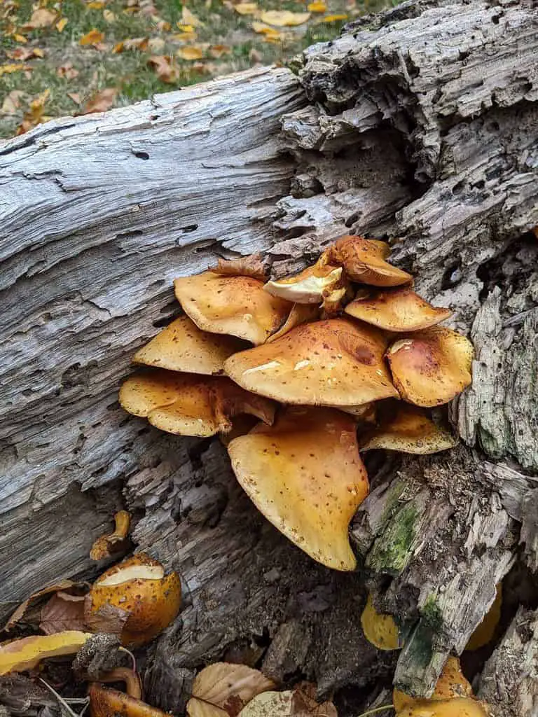 Pholiota mushrooms on a log